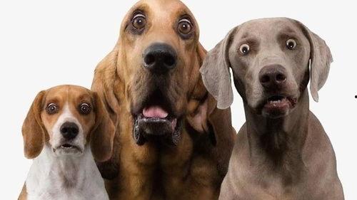 狗崽爆料明星黑料视频大全,揭秘娱乐圈明星黑料视频大揭秘