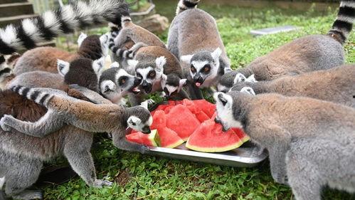 吃瓜的动物们,揭秘吃瓜动物们的趣味生活