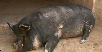 网红猪馍,传统美食的跨界演绎