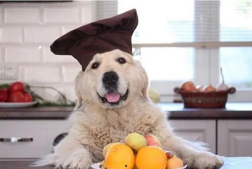 狗狗吃哈密瓜拉肚子了,宠物饮食安全需重视