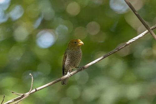 明星鸟图,揭秘鸟类明星的华丽风采