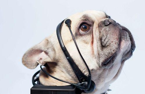 娱乐吃瓜菌狗狗,揭秘娱乐圈那些不为人知的幕后故事