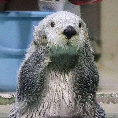 娱乐吃瓜酱海獭手牵手,一场跨界友谊的甜蜜邂逅