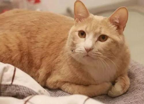 娱乐吃瓜酱橘猫