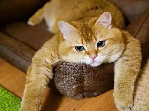 娱乐吃瓜酱橘猫